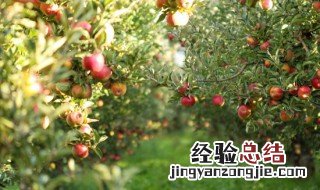 苹果树的特点是什么 苹果树的特点是什么用四个字代替