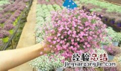 满天星种植方法全过程 满天星这样种植