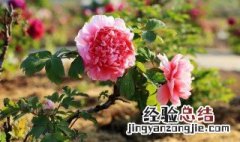 牡丹花种植方法 牡丹花种植方法介绍