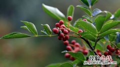 山茱萸与吴茱萸的区别