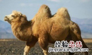 成年骆驼的重量 成年骆驼有多重