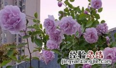 空蒙和蓝色风暴月季花对比 最不建议养的月季