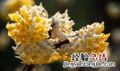 结香花的养殖方法和注意事项 结香花的风水和禁忌