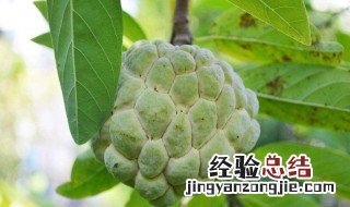 释迦果树种植方法 释迦果树应该如何种植