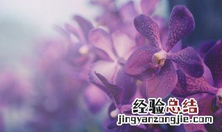 兰花养殖 兰花养殖用什么土