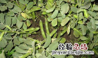 蚕豆种植方法 如何种植蚕豆