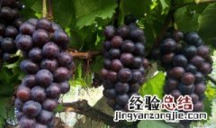 夏黑葡萄种植技术与管理 夏黑葡萄亩产量一般多少斤