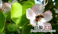 延迟果树晚开花结果技术 延迟苹果开花时间的方法