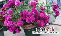 盆栽月季花的养殖方法 盆栽月季花怎么养