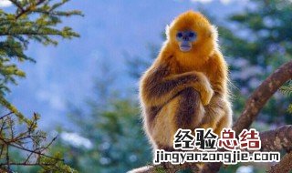 金丝猴别名是什么 金丝猴命名