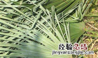 包粽子的绳子叫啥植物长什么样子 包粽子的绳子叫啥植物