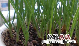 盆栽蒜苗的种植方法 需要准备什么材料呢