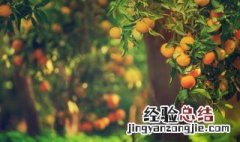 中华血橙的种植方法 中华血橙的种植方法和技术