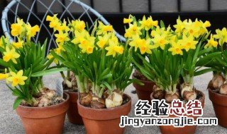 洋水仙花开完花以后怎么处理 洋水仙花谢了怎么处理