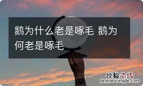 鹅为什么老是啄毛 鹅为何老是啄毛