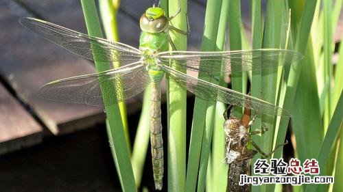 食蚊草怎么养殖