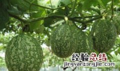 种吊瓜10亩一年能赚 吊瓜子种植栽培方法