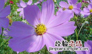 秋英的花语和寓意形容 秋英的花语和寓意
