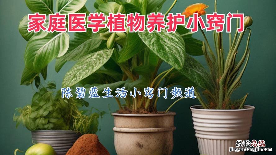 芦荟施肥方法，用什么肥好