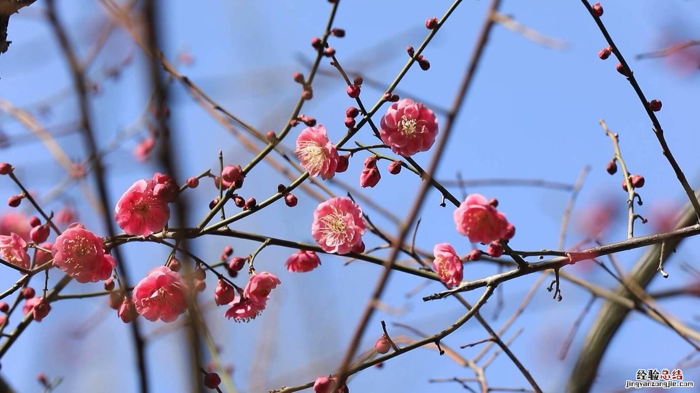 梅花修剪时间和方法，梅花修剪后的伤口如何处理