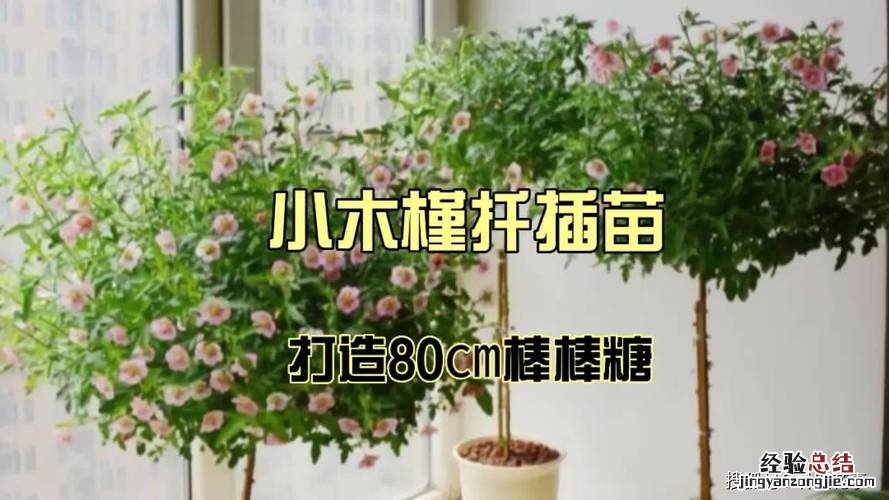 小木槿扦插方法和注意事项