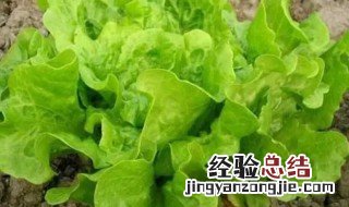 适合冬天种植的蔬菜 冬天种什么菜好