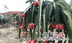 火龙果树种植方法 火龙果树种植方法简单介绍