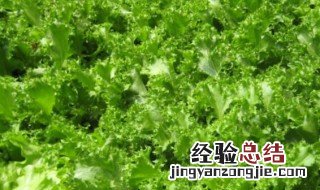 苦菜怎么保存方法 苦菜怎么保存冬天吃