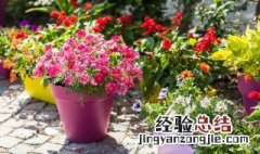 花缸养花技巧和方法 花缸鱼该怎么养