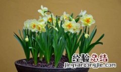 水仙花有毒吗 水仙花有毒吗?能放在卧室内吗?