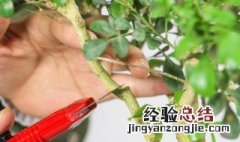 米兰花春天的养护和管理 米兰花春天的养护和管理视频