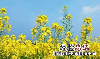 春游赏油菜花需要注意什么 春游油菜花的句子短句唯美