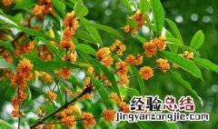 金桂花的养殖方法和注意事项 金桂花种植注意事项