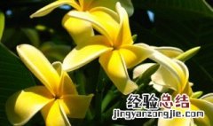 鸡蛋花黄叶怎么回事 鸡蛋花黄叶怎么办