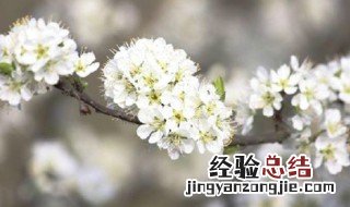 李子开花的寓意是什么 李子开花的寓意