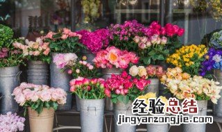 伊芙月季有哪些优秀的品种 伊芙月季有哪些优秀的品种