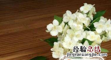 茉莉的养殖方法和注意事项