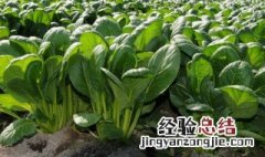 立冬种植什么农作物合适 立冬种植什么农作物