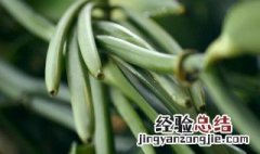 国内种植香草荚 中国哪里有种植香草荚