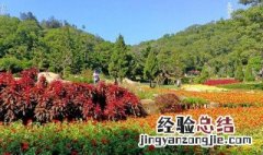 厦门万石植物园的植物及介绍 厦门万石植物园里有哪些植物