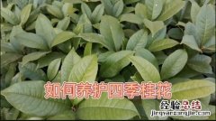 桂花盆栽怎么养