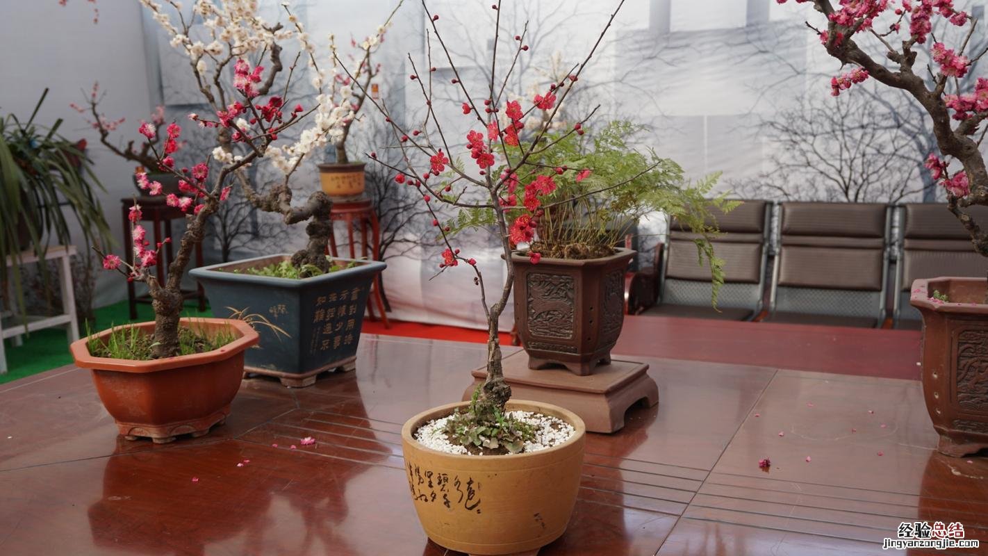 盆栽梅花的水肥管理方法
