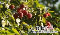 荔枝开花施什么肥 荔枝开花施什么肥料最好