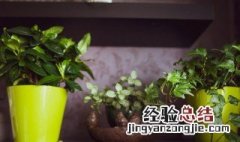 斑马绿植的养殖方法 斑马盆栽怎么养