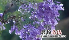 怎么移栽蓝花楹成活率高 蓝花楹移植怎么保证成活率