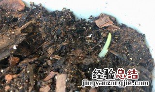 香雪兰的养殖方法和注意事项 香雪兰种球多久可以发芽