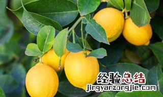 柠檬开花后为什么坐不住果 柠檬雌花和雄花图片