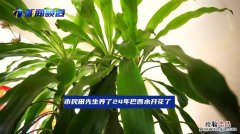 李阿姨养“绿萝”，最爱浇这种“水”，1个月就长满盆，比花肥好！