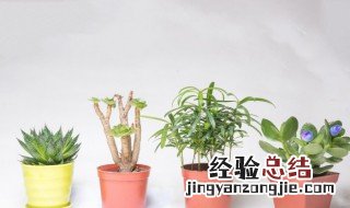 家里养什么植物旺财 什么植物旺财