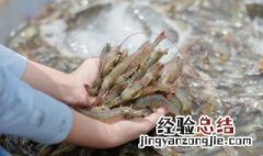 捕捉虎虾方法 捕捉虎虾的方法是什么